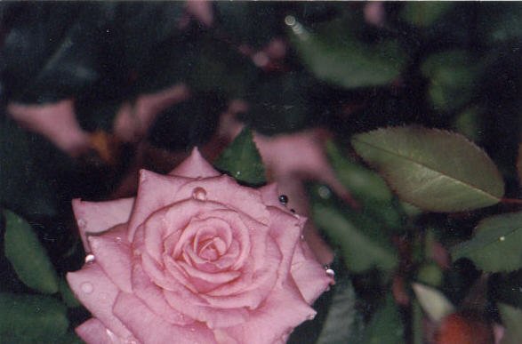 'Chichester Roses Ltd'  photo