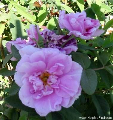 'Thérèse Bugnet (Rugosa, Bugnet, 1941)' rose photo