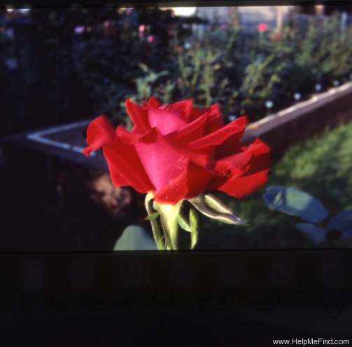 'Ace of Hearts (Hybrid Tea, Kordes,1981)' rose photo