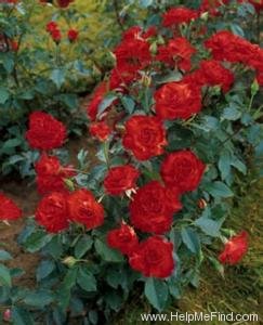 'Farandole (floribunda, Meilland, 1959)' rose photo