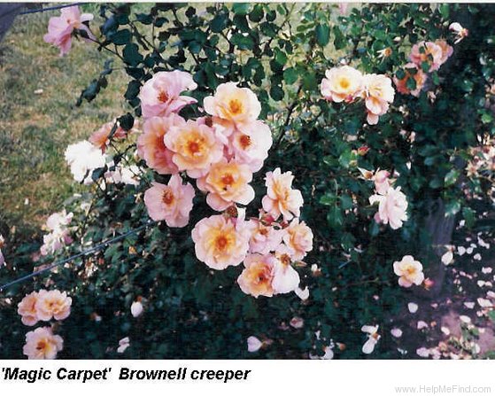 'Magic Carpet (climber, Brownell, 1941)' rose photo