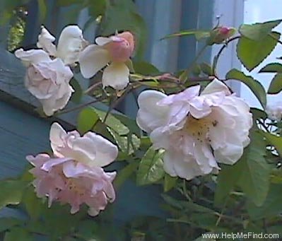 'Clytemnestra' rose photo