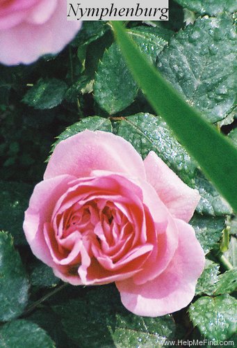 'Nymphenburg' rose photo