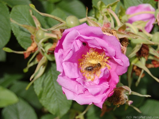 'Foxy Pavement' rose photo