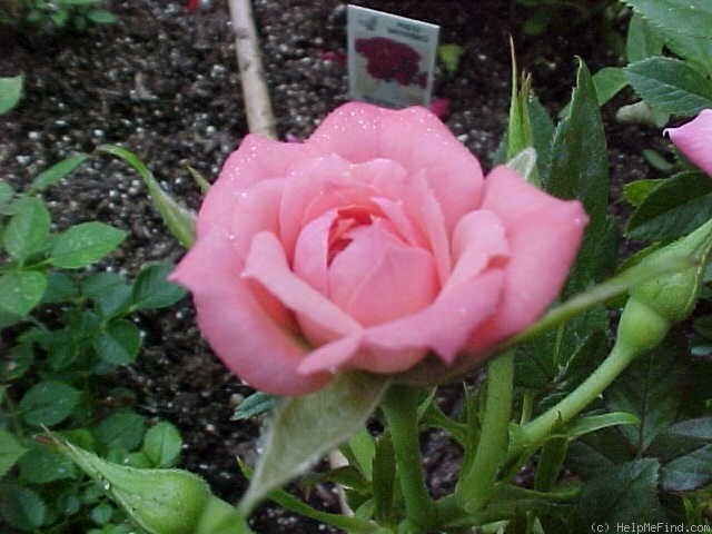 'Spice Drop ™' rose photo