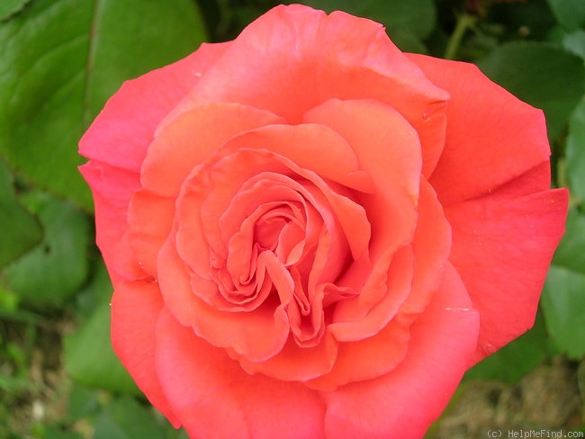 'Christophe Colomb ®' Rose
