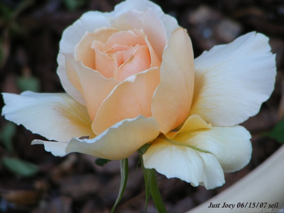 'Just Joey (Hybrid Tea, Cants, 1972)' rose photo