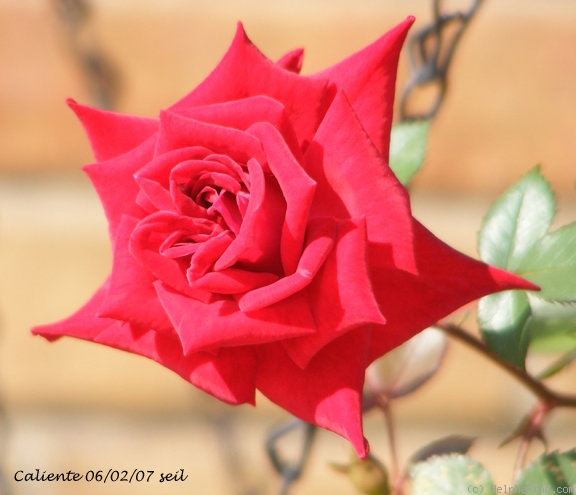 'Caliente ™ (miniature, Benardella, 2004)' rose, click to enlarge 'Caliente ™ (miniature, Benardella, 2004)' rose photo