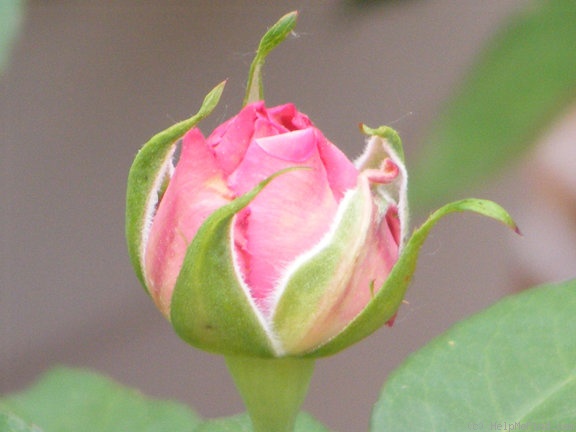 'Memorial Day ™' rose photo