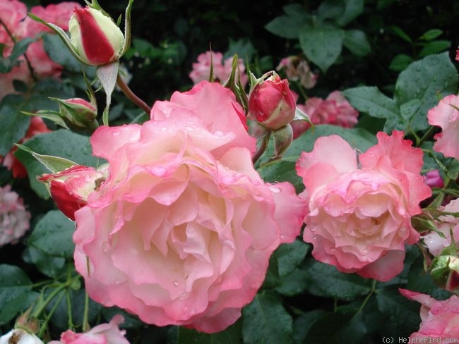 'Carmagnole ®' rose photo