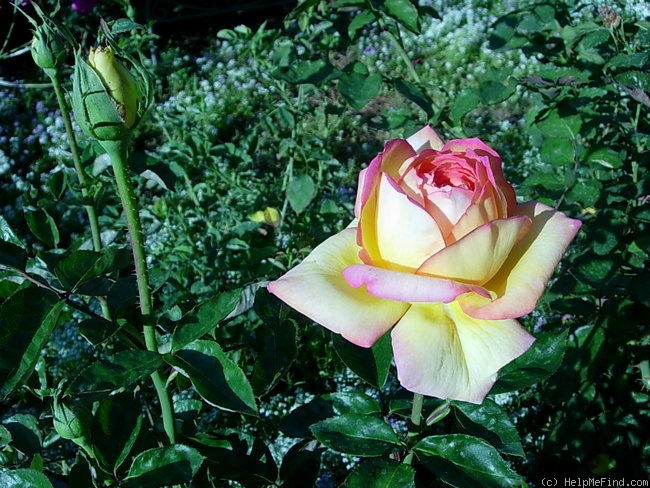 'Chinatown (climber, Poulsen, 1959)' rose photo