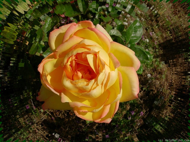 'Chinatown (climber, Poulsen, 1959)' rose photo