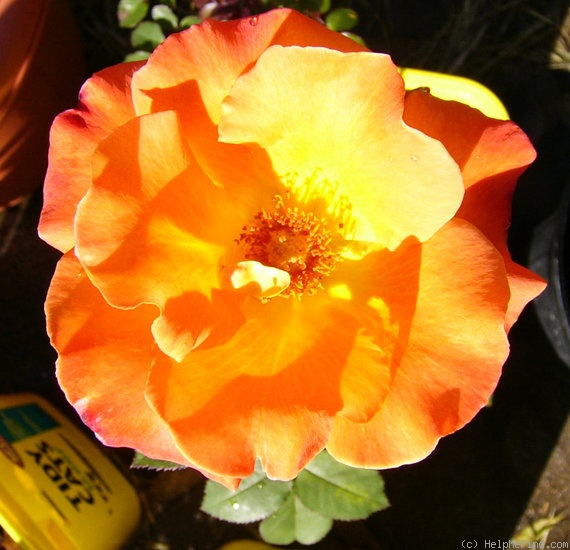 'Orange Waves' rose photo