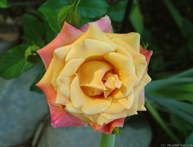 'Hot Romance' rose photo