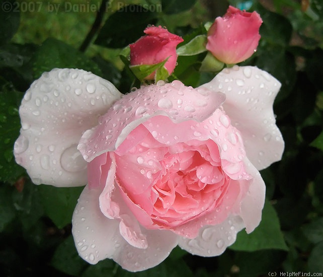 'Kathryn Morley' rose photo