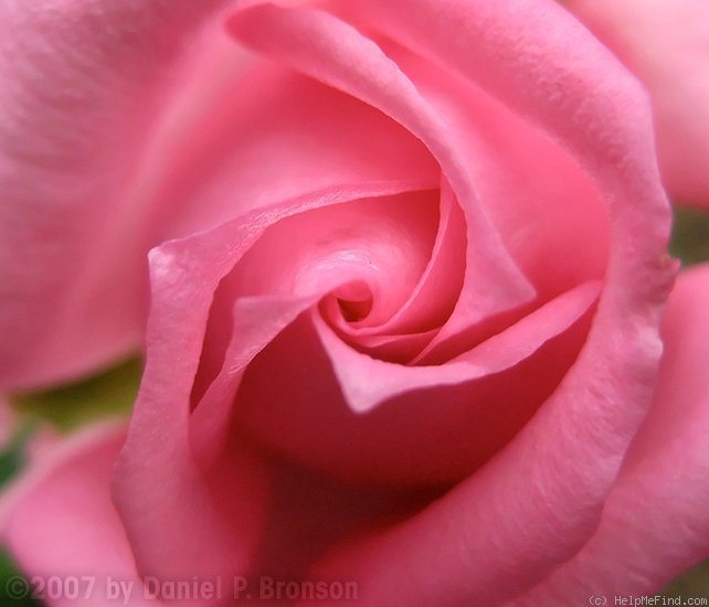 'Overnight Scentsation ™' rose photo