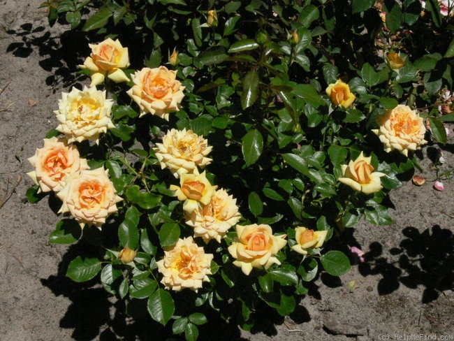 'Simply The Best' rose photo