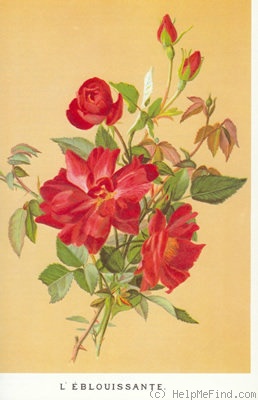 'L'Eblouissante (syn. Cramoisi Supérieur)' rose photo