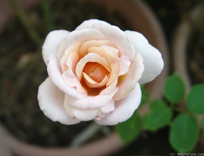 'Honey Favorite' rose photo
