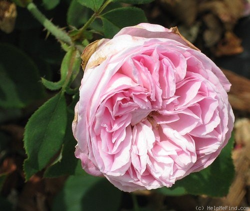'Madame Auguste Perrin' rose photo