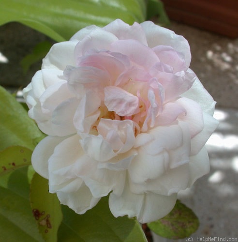'Mademoiselle de Sombreuil' rose photo