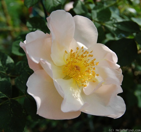 'Shropshire Lass' rose photo