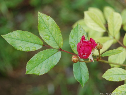 'Yesterday ®' rose photo