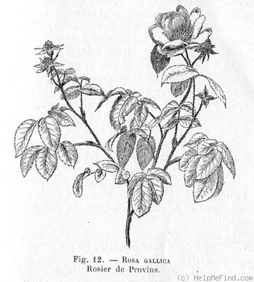 '<i>Rosa gallica</i> L.' rose photo