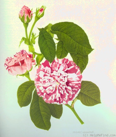 'Camaïeux (Hybrid Gallica, Gendron, 1826)' rose photo