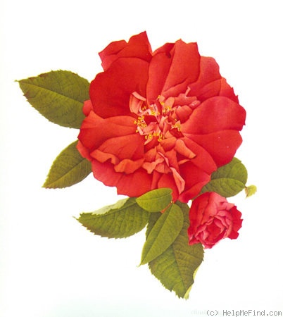 '<i>Rosa gallica maxima</i>' rose photo
