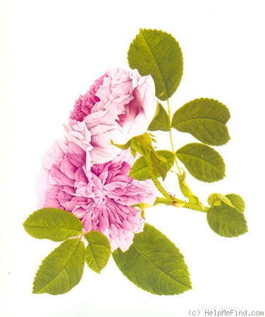 'Président de Sèze' rose photo