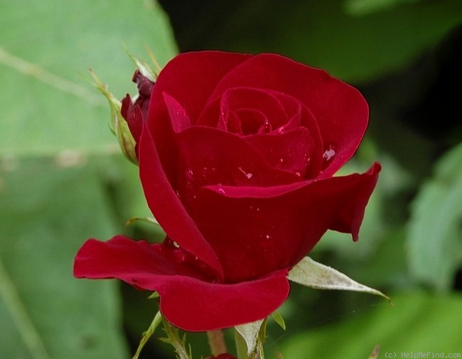 'Nina Weibull ®' rose photo