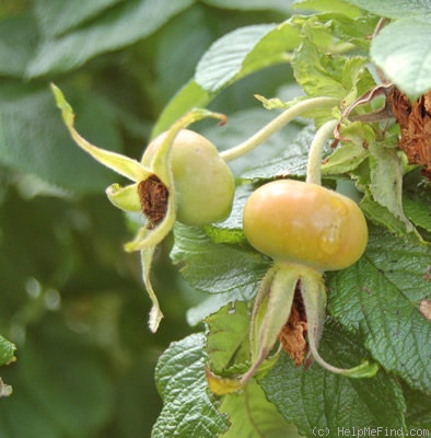 'Hansa (Rugosa, Schaum & Van Tol, 1905)' rose photo