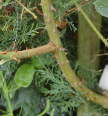 'Herbstfeuer' rose photo