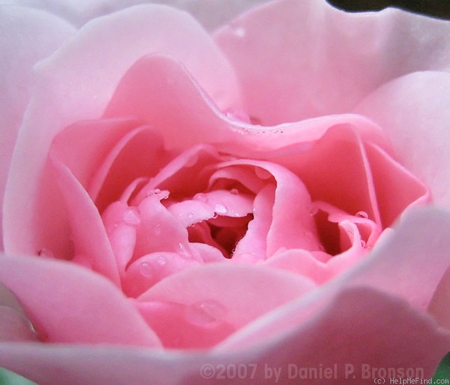 'Demon' rose photo