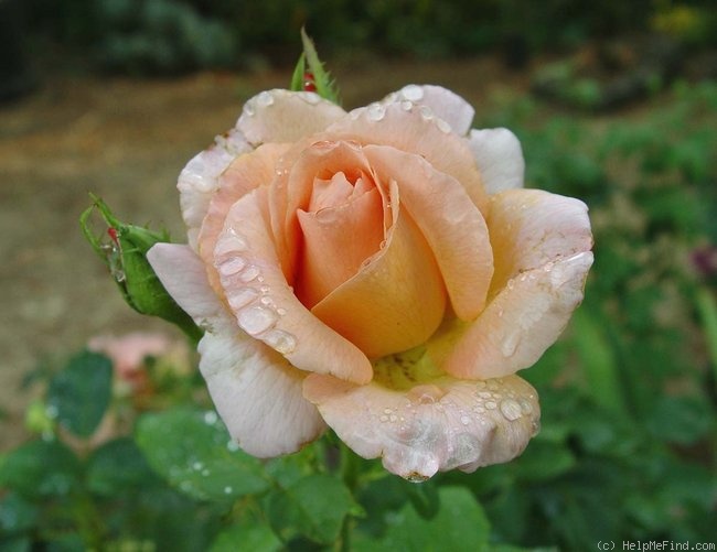 'Special Occasion' rose photo