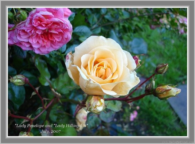 'Lady Hillingdon, Cl. (Tea Cl, Hicks, 1917)' rose photo