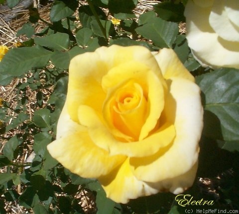 'Electra (shrub, Certified Roses, 2006)' rose photo