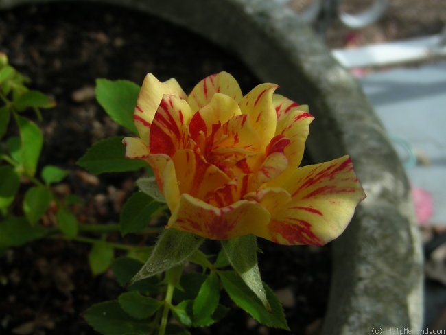 'Earthquake ™' rose photo