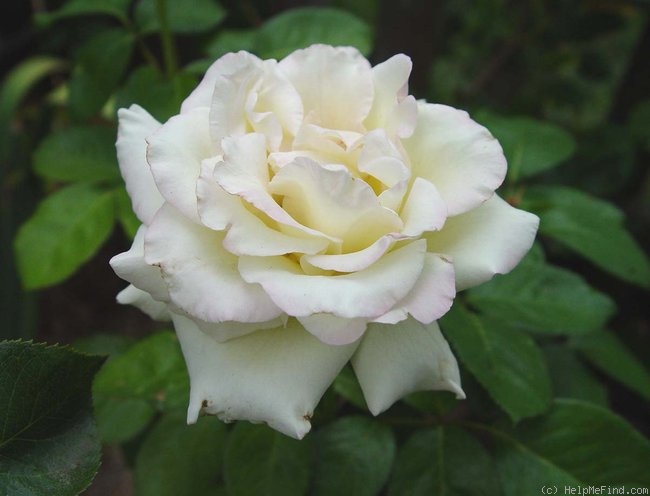 'Pearl (hybrid tea, Winchell, 1999)' rose photo