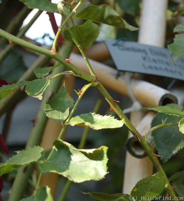 'Étoile de Hollande, Cl.' rose photo