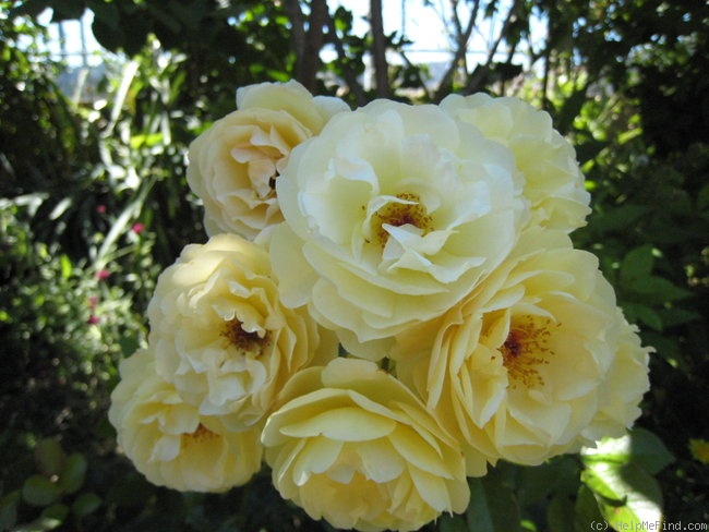 'Canicule ®' rose photo