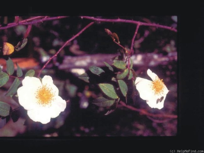 '<i>Rosa leschenaultiana</i> (Redouté & Thory) Wight & Arn.' rose photo