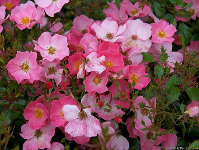 'Fortuna ® (floribunda, Kordes 2002)' rose photo
