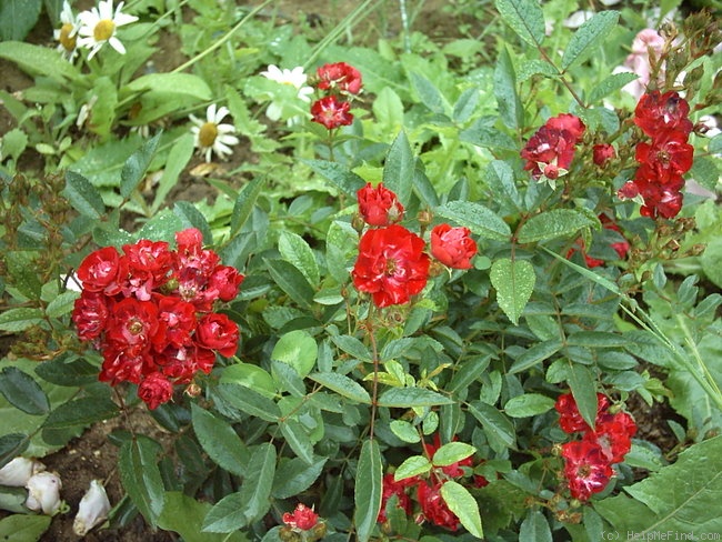 'Red Fairy' rose photo