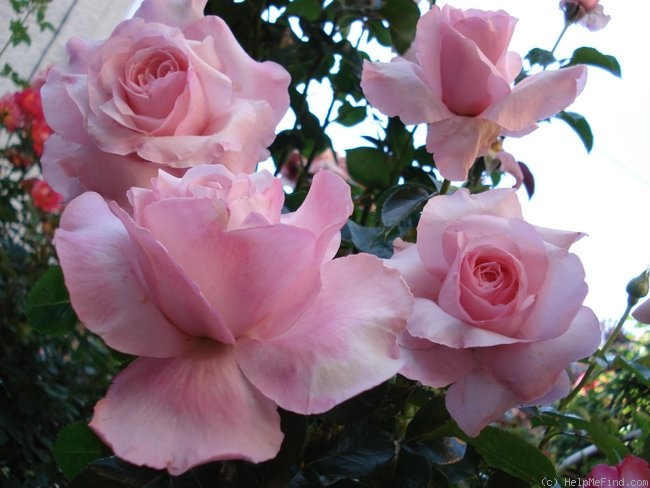 'Carole Bouquet' rose photo
