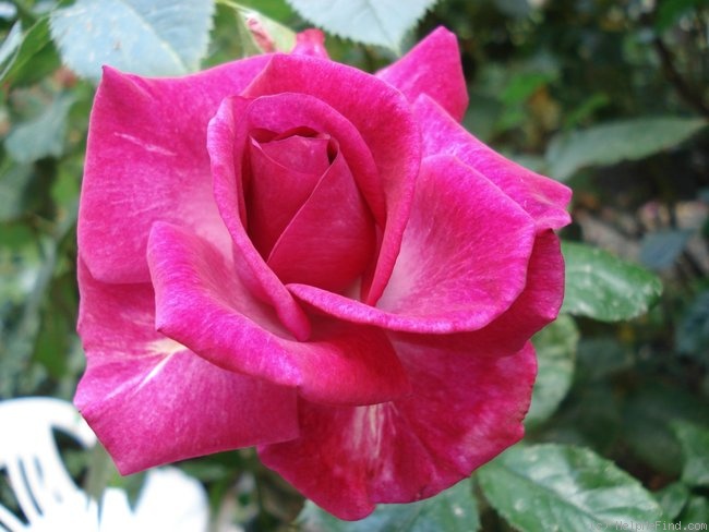 'Purple Passion ™' rose photo