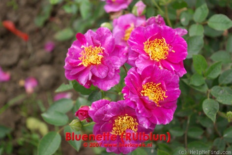 'Bluenette' rose photo