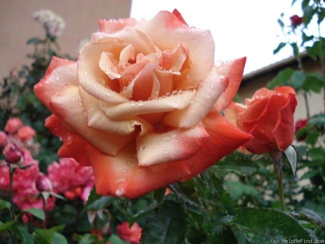 'Remember Me ® (hybrid tea, Cocker 1979)' rose photo