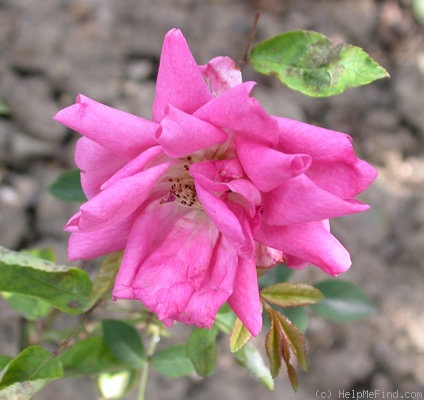 'Aennchen Müller' rose photo